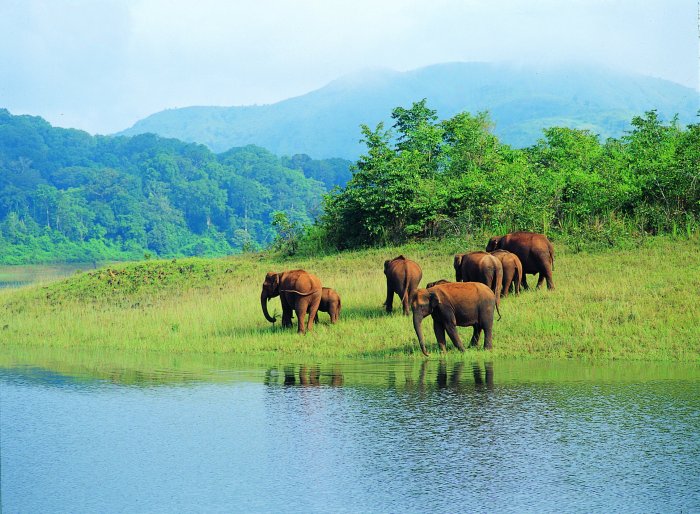 National sanctuaries park india wildlife sanctuary parks indian periyar visit kerala uttarakhand corbett