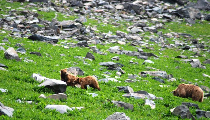 Wildlife india sanctuaries explore top